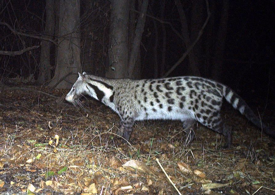 Cay giong dom lon. Anh: WWF Viet Nam