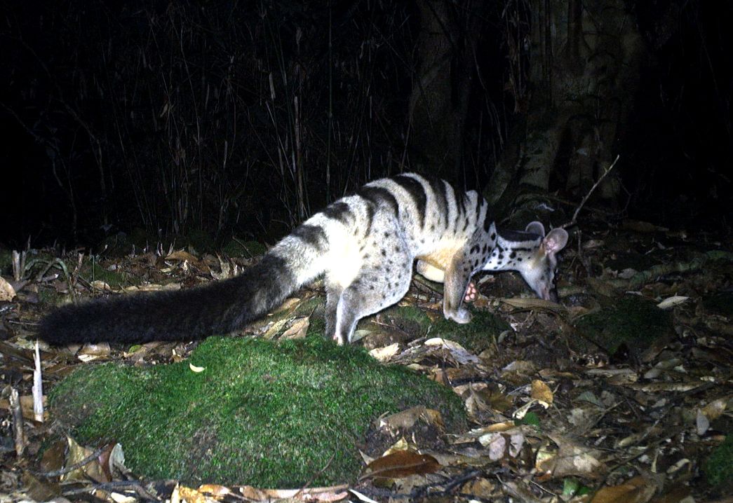 Cay van. Anh: WWF Viet Nam