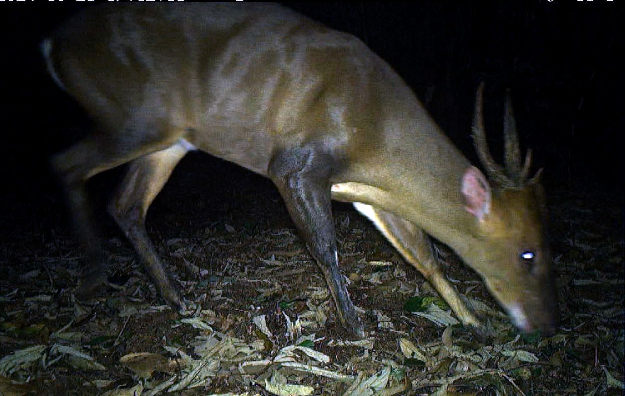 Mang lon. Anh: WWF Viet Nam