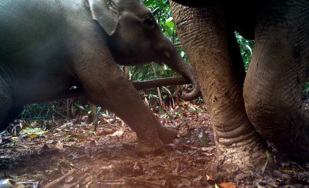 Voi Chau A. Anh: WWF Viet Nam