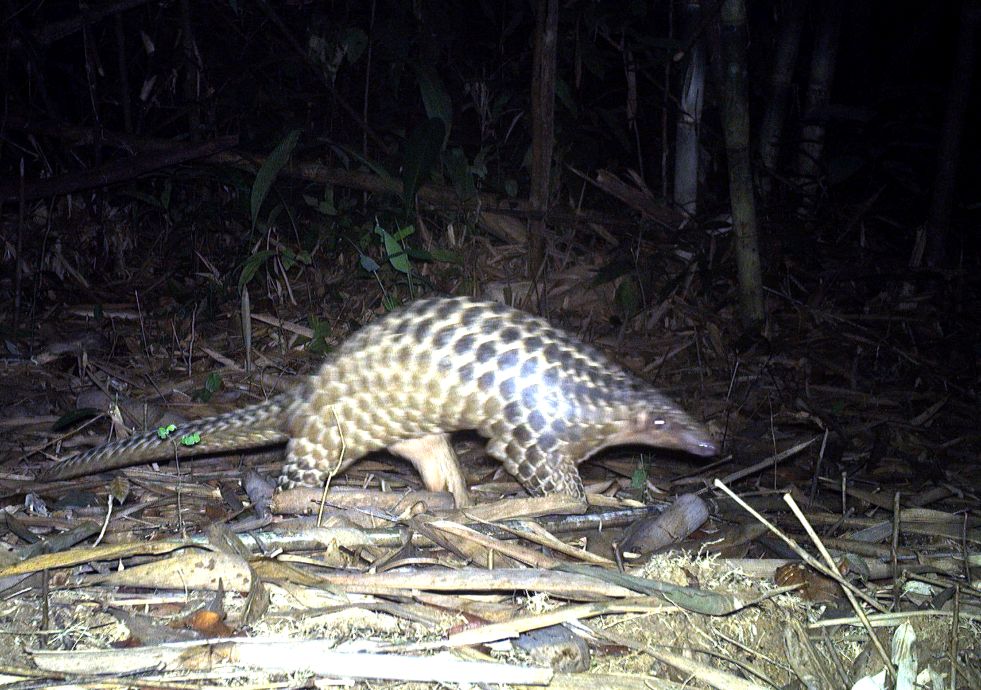 Hinh anh te te duoc ghi nhan qua may bay anh tai rung Viet Nam. Anh: WWF Viet Nam