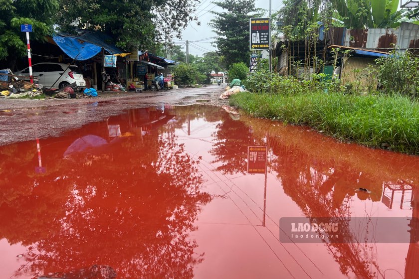 Cac lop chat long mau do phu kin mat duong nhung ngay dau thang 11. Anh: Dang Vu