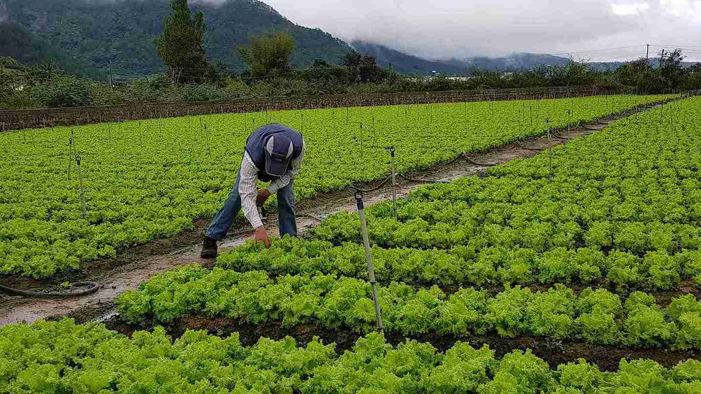 長引く雨と嵐により、ラムドン省の野菜や塊茎の価格が高騰している。写真: フック・カーン