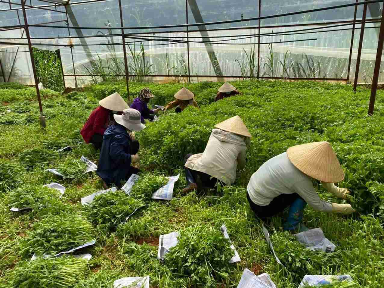Nguoi trong rau tai phuong Langbiang - Da Lat thu hoach can tay. Anh: Phuc Khanh