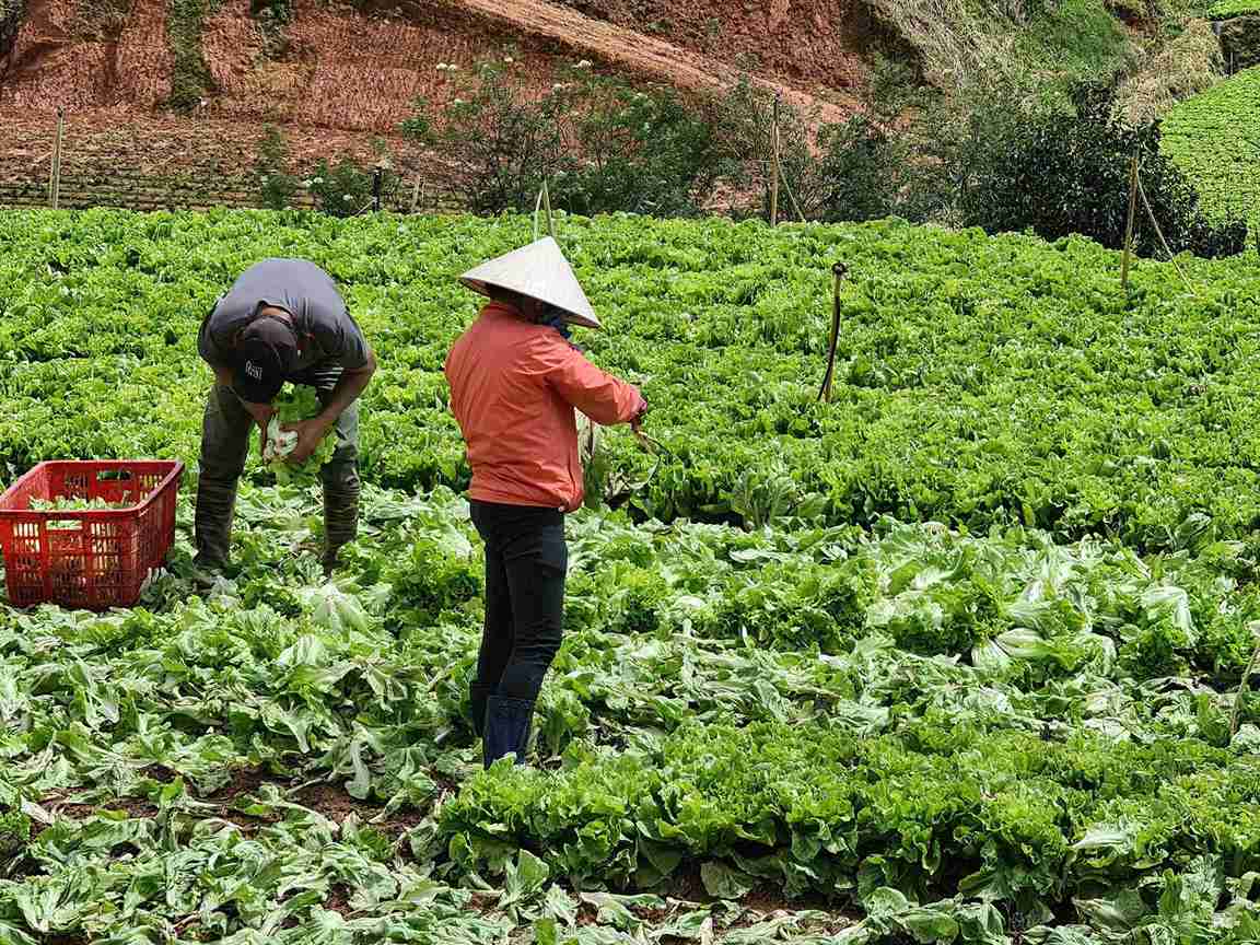 Nguoi trong tai Da Lat (Lam Dong) thu hoach xa lach. Anh: Phuc Khanh