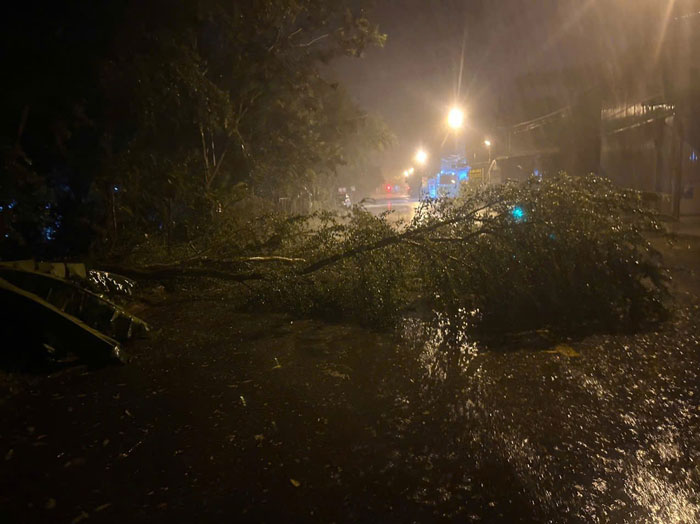 Cay xanh bat goc, gio rit du doi. Anh: Mai Chi 