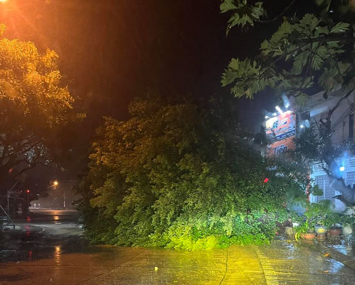 Cay xanh lon nga do do bao quat tai phuong Ayun Pa. Anh: Mai Chi