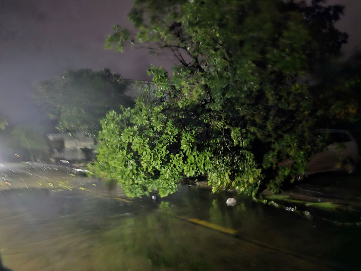 Cay xanh bi quat do bao. Anh: Thanh Quynh