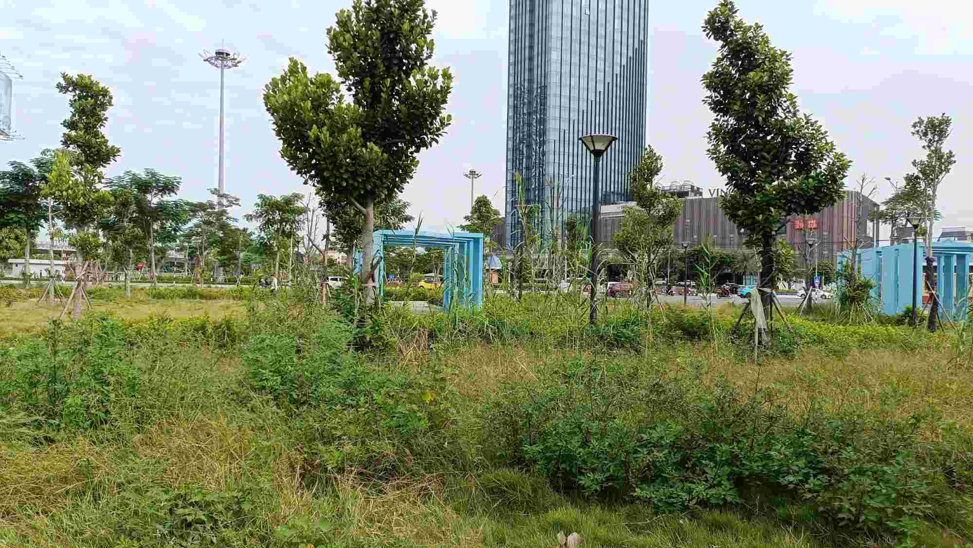 Grass grows as high as a person in Nam Cau Binh Intersection Park. Photo: Mai Dung