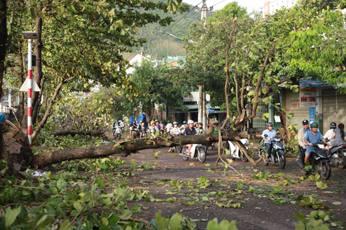 Cay coi ngon ngang sau bao. Anh: Hoai Luan