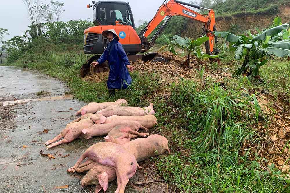 Vung Ang 구는 Le Minh Huy 씨 가구의 아프리카 콜레라에 걸린 돼지를 폐기하는 행사를 조직했습니다. 사진: Hoang Anh.
