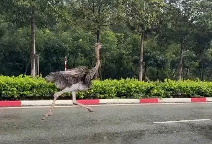The ostrich flies on the streets of Ben Cat, Ho Chi Minh City. Photo cut from a clip provided by a reader