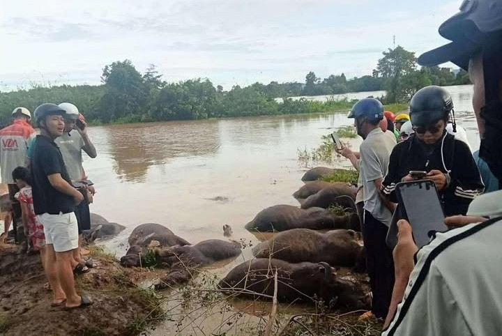Dozens of buffaloes of Ea Sup commune died when floodwaters came. Photo: Provided by the people