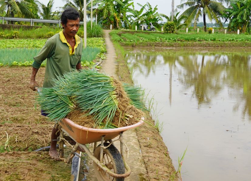 Mua bao keo dai anh huong den sinh truong, phat trien va nang suat rau cua nguoi trong tai nhieu dia phuong o TP Can Tho. Anh: Phuong Anh