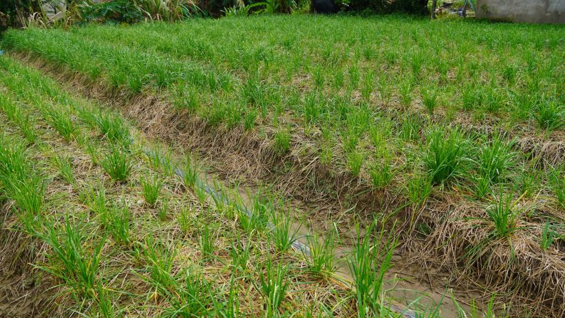 Do mua bao keo dai nhieu dien tich trong he cua nong dan bi anh huong, cay bi ung, sau benh hai. Anh: Phuong Anh