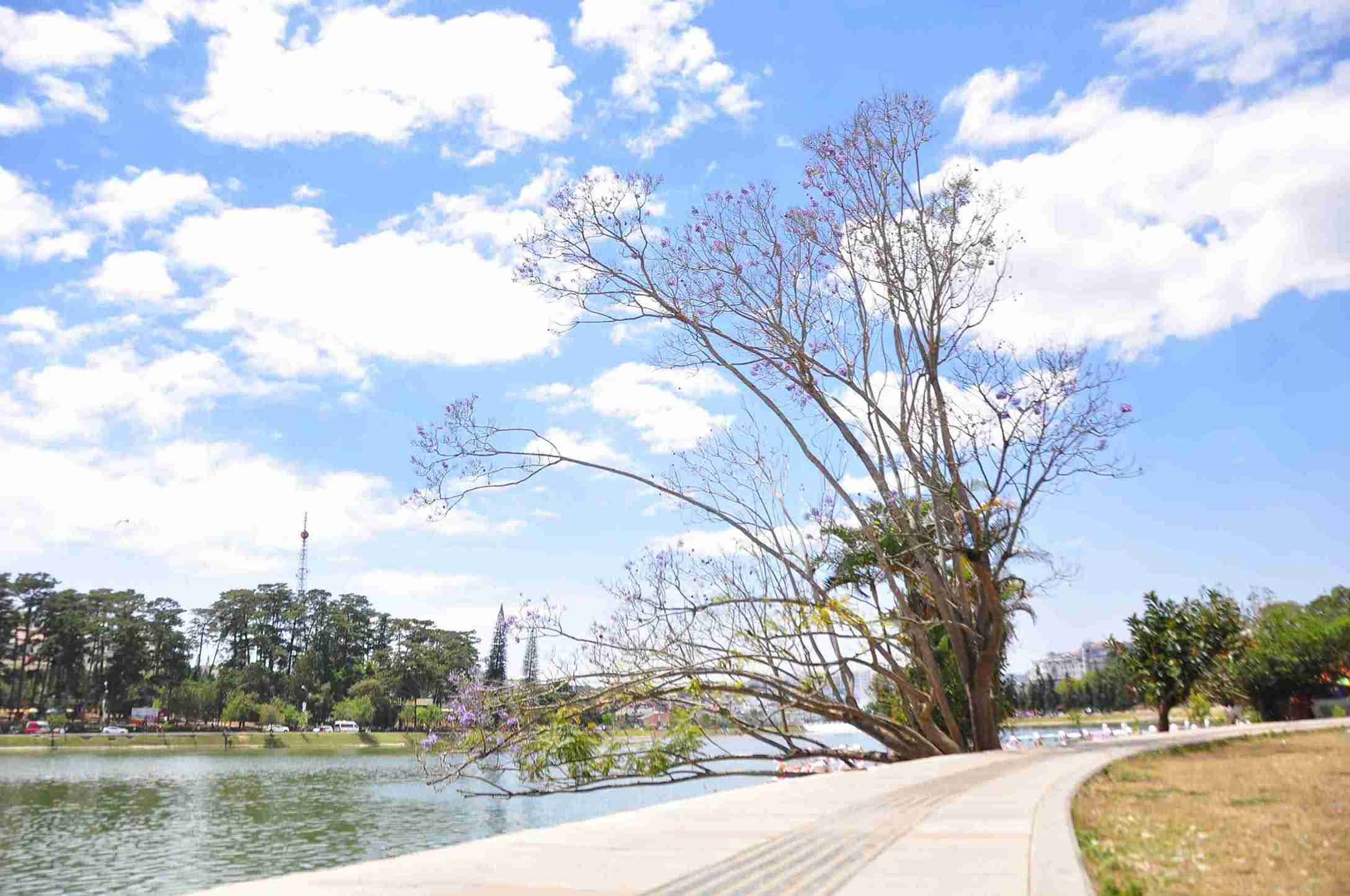 Cay phuong tim hang chuc nam tuoi ben ho Xuan Huong (Da Lat) bi bat goc. Anh: Phuc Khanh