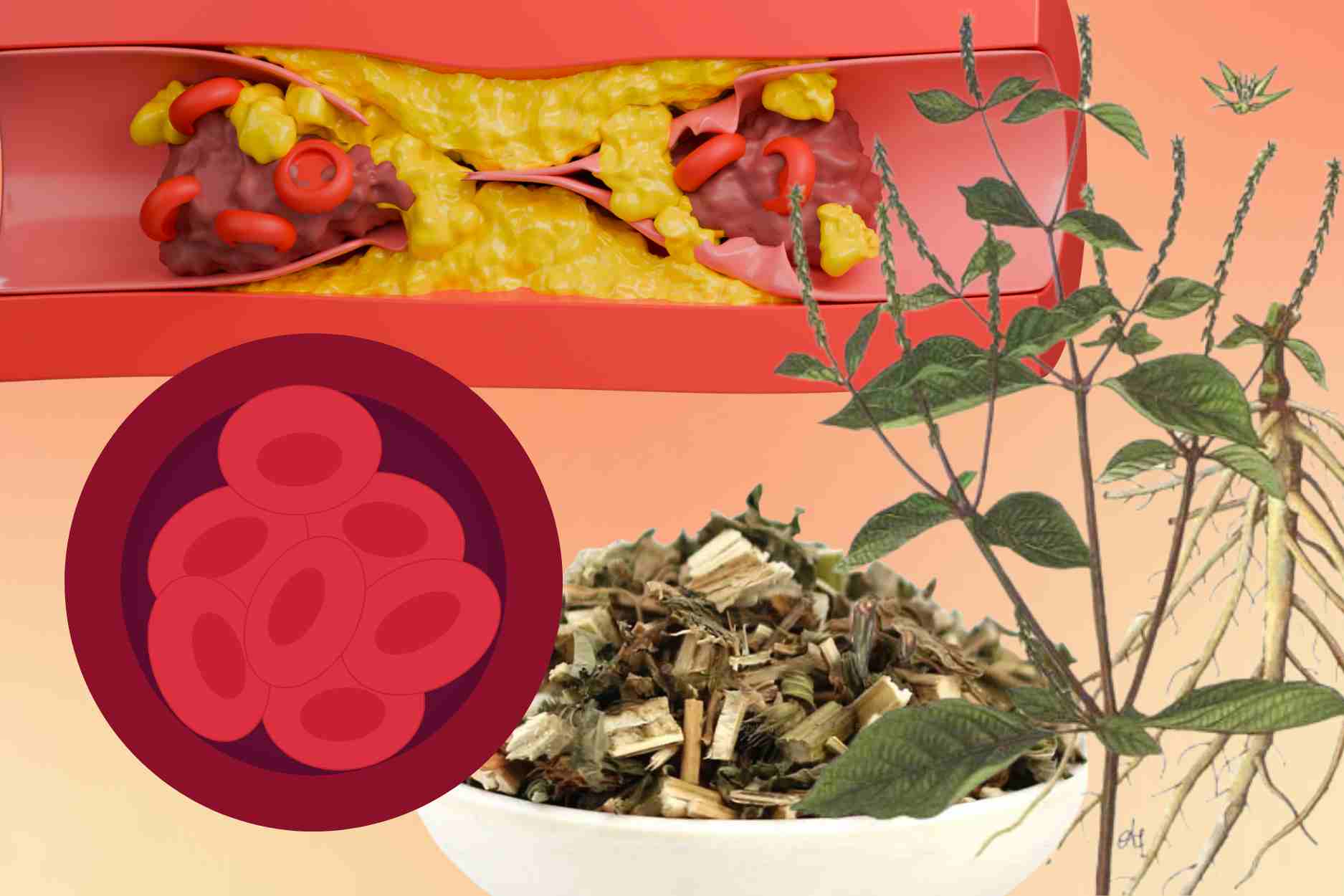 Herbs help activate blood circulation, reduce the risk of blood clots