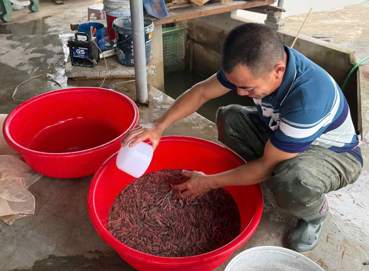 Ruoi o Vinh Thuan hien duoc thuong lai thu mua gia tu 220.000 -250.000 dong/kg. Ảnh: Viet Cuong