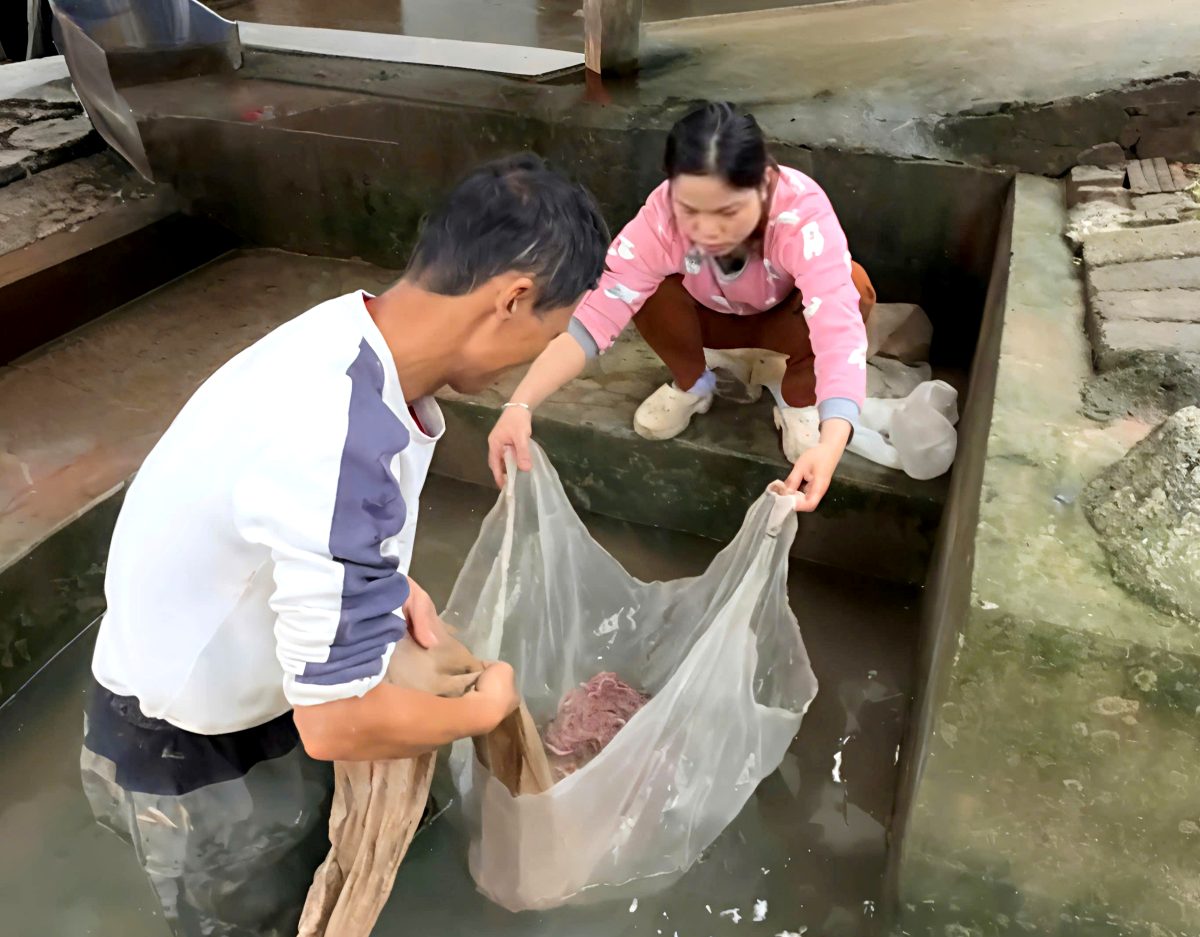 Agricultores de Hai Phong cosechan ruoi en la primera cosecha. Foto: Viẹt Cuòng