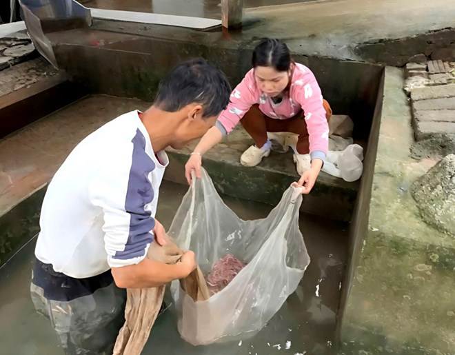 Lội nước ngày đầu đông, nông dân Hải Phòng thu hàng tấn lộc trời