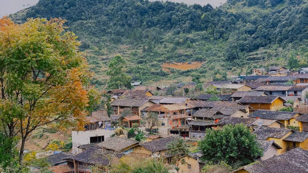 Fascinado por la belleza de Lang Lo Lo Chai en la temporada de flores de tam giac mach