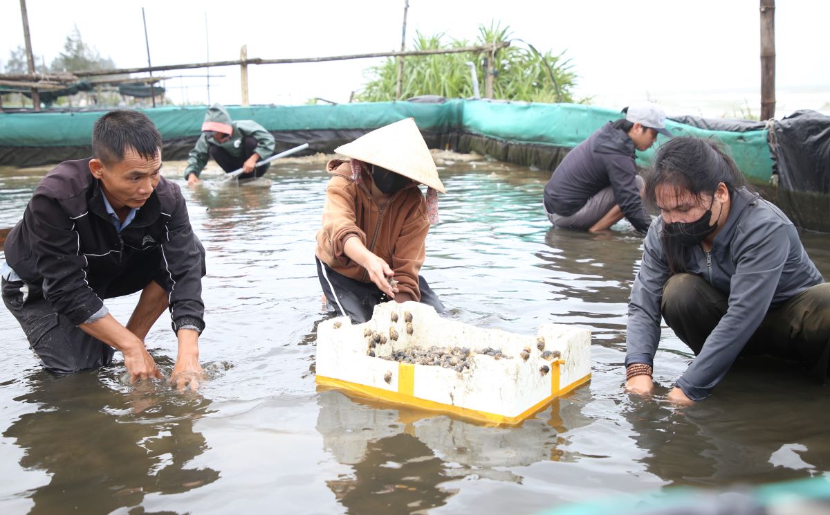 Người dân di dời ốc chưa đến lúc thu hoạch sang địa điểm khác để tránh thiệt hại do sạt lở bất thường ở bờ biển. Ảnh: Hưng Thơ