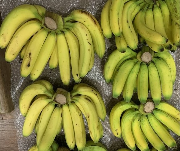 Eating bananas for breakfast will be good for cardiovascular health. Photo: Do Nhung