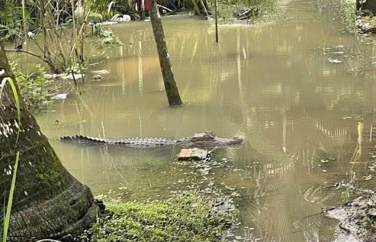 ワニの像はニョンミーコミューン（カントー市）のフントゥオン２集落一帯に現れると言われている。写真：読者提供