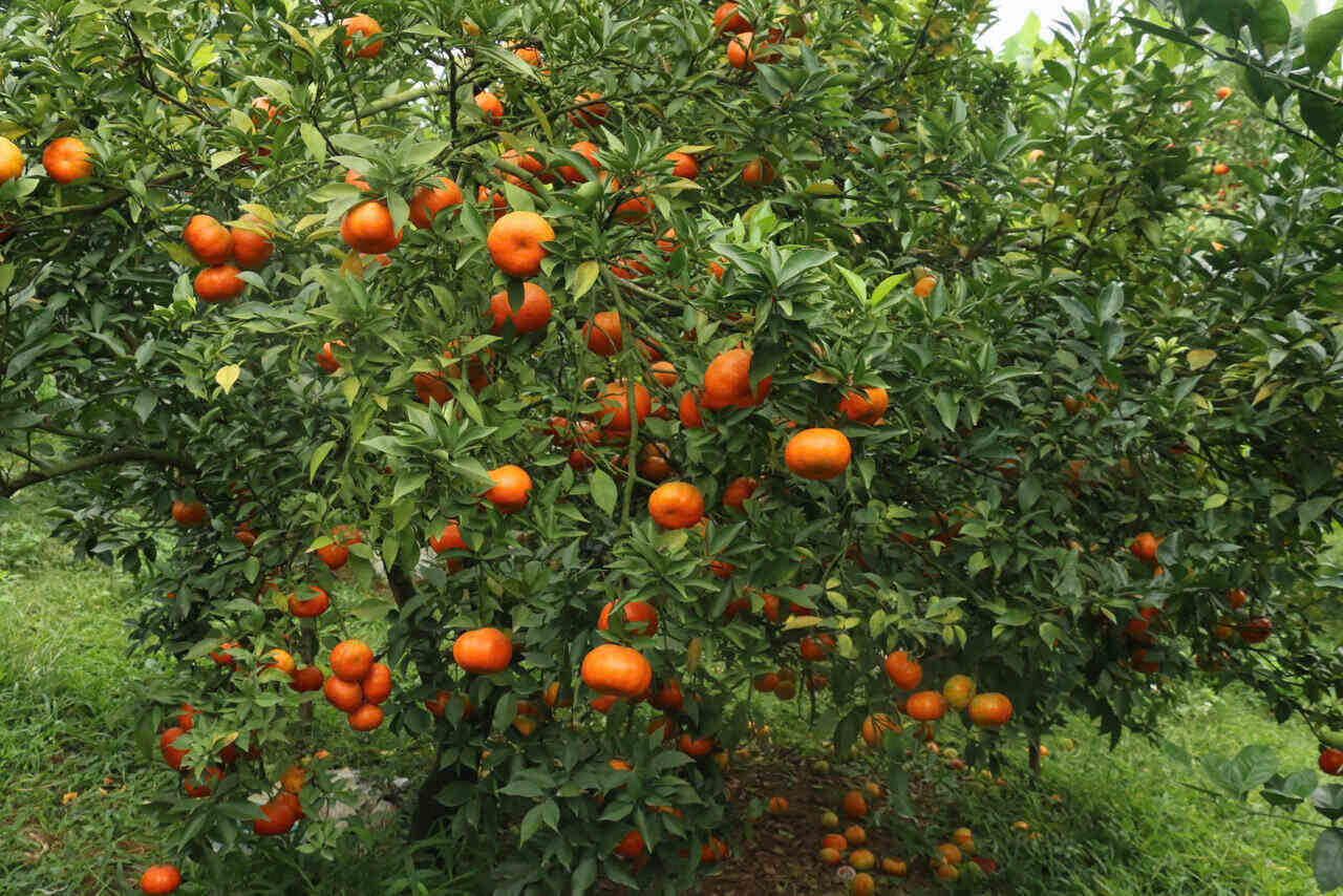 Vu cam Duong Canh Cao Phong thuong thu hoach tu dau thang 11 den thang 2 nam sau, tuy thoi tiet tung nam. Anh: Yen San