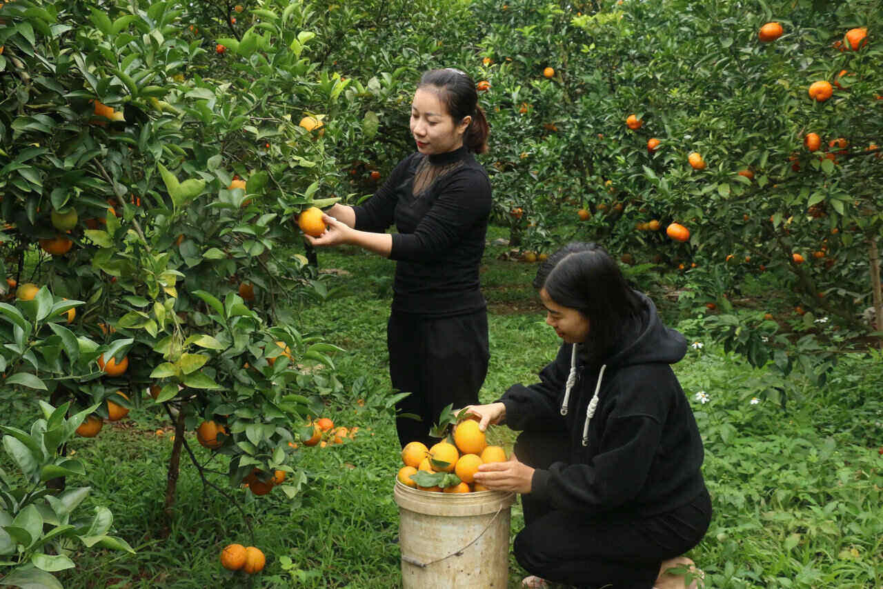 Vuon cam cua chi Nguyen Thi Huyen (xa Cao Phong, Phu Tho) dang vao vu thu hoach, trai chin vang deu, sai qua. Anh: Yen San