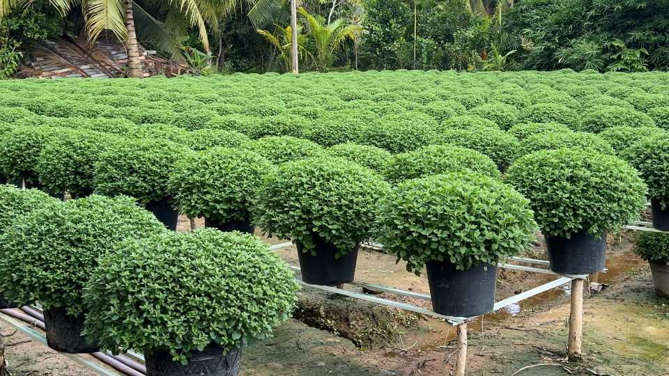 Thoi tiet mua nang that thuong khien viec cham soc hoa gap kho khan. Anh: Hoang Loc