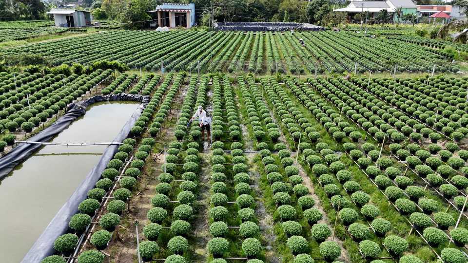 不安定な天候の中、キイチゴ菊の鉢の約５０％が早めに咲き始めた。写真: ホアン・ロック