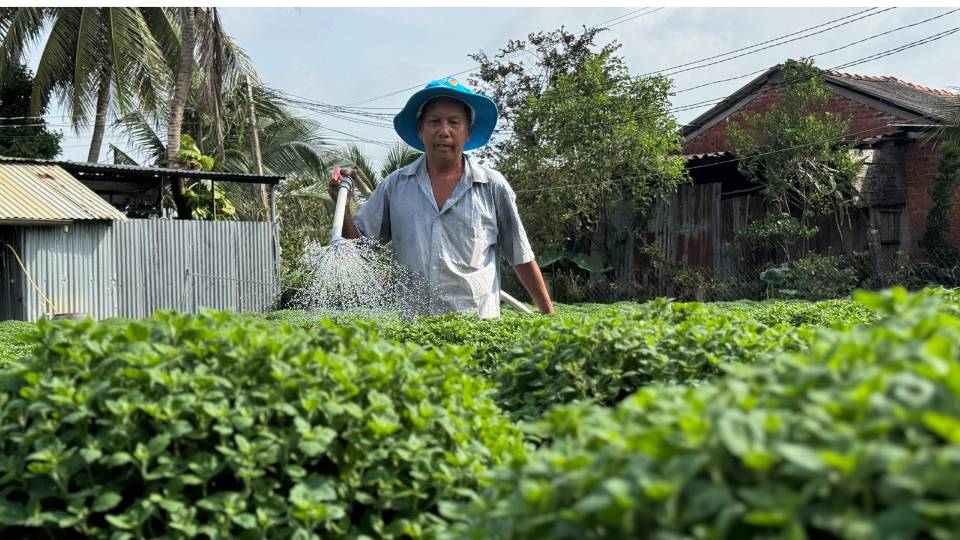 Nguoi dan tuc truc tuoi nuoc cho nhung chau cuc mam xoi. Anh: Hoang Loc