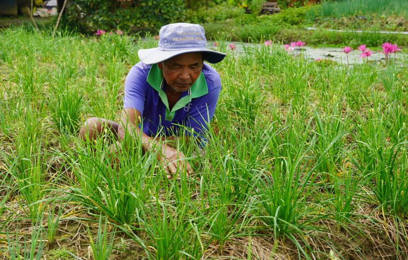 Ong Lam ThanhHung o phuong My Xuyen (TP Can Tho) dang tich cuc cham soc nhung luong he bi anh huong do mua bao. Anh: Phuong Anh