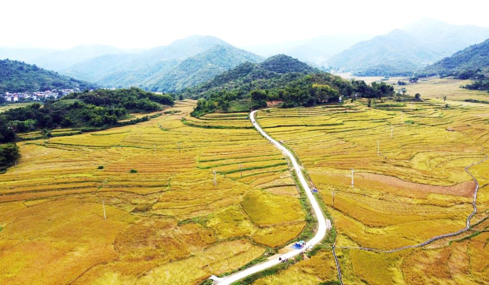 Nhung thua ruong bac thang vang ong o xa Quang Chieu, tinh Thanh Hoa. Anh: Minh Hoang
