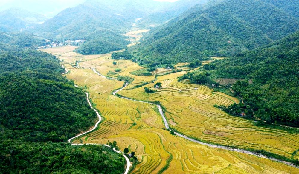 Canh dong ruong bac thang vang ong, nam nep minh ben nhung day nui hung vi o xa Quang Chieu, tinh Thanh Hoa. Anh: Minh Hoang