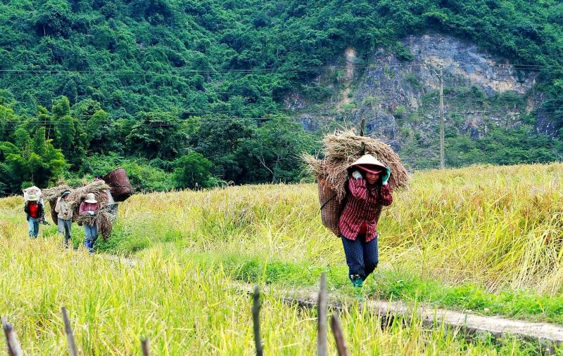 Nguoi dan xa Quang Chieu hoi ha thu hoach mua vang. Anh: Minh Hoang 