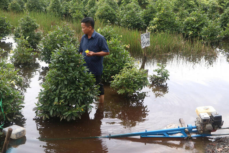 Agricultores de Binh Loi se esfuerzan por salvar el mai de la cosecha de Tet. Foto: Ha May