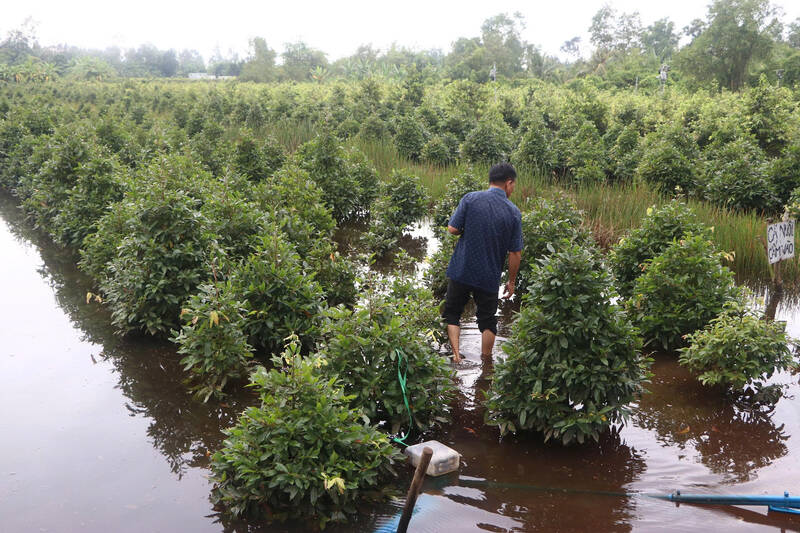 Chinh quyen dia phuong da khan cap tieu ung, cuu vung mai vang Binh Loi.