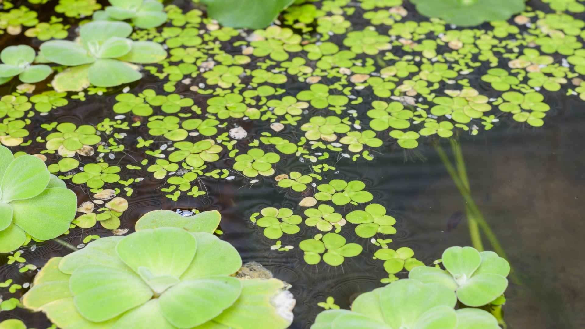 21세기 새로운 슈퍼푸드로 비유되는 단백질이 풍부한 부레아 식물