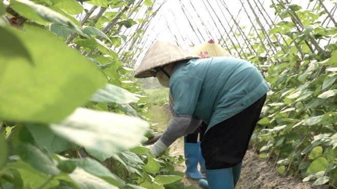 Nhieu mo hinh san xuat nong nghiep xanh da duoc trien khai. Anh: Doan Hung