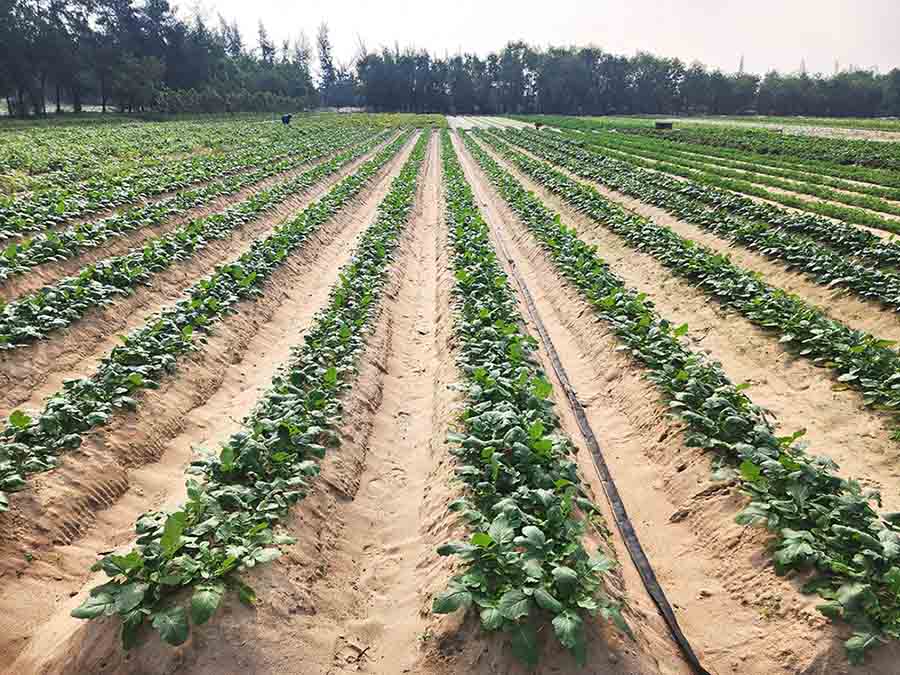 Nen nong nghiep khong ngung phat trien di len trong nhung nam qua. Anh: Tuan Tran 