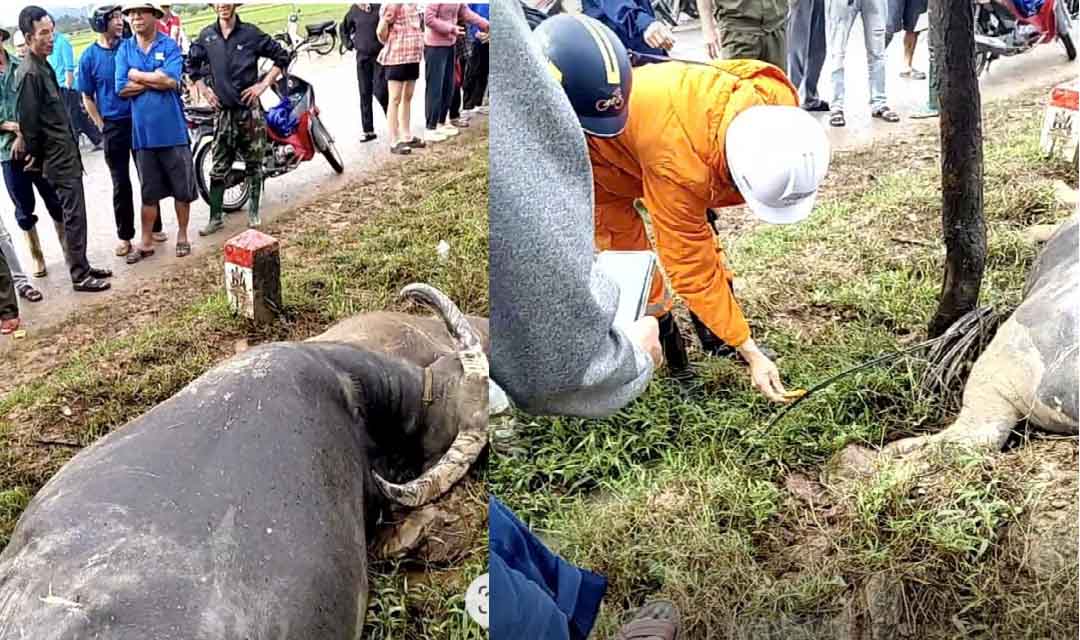 カム・ドゥー・コミューンで感電した通信線によって水牛が感電死する場面。写真: カム・サッチ