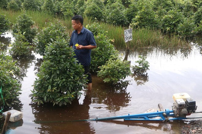 Nong dan Binh Loi cang minh cuu mai vu Tet. Anh: Ha May
