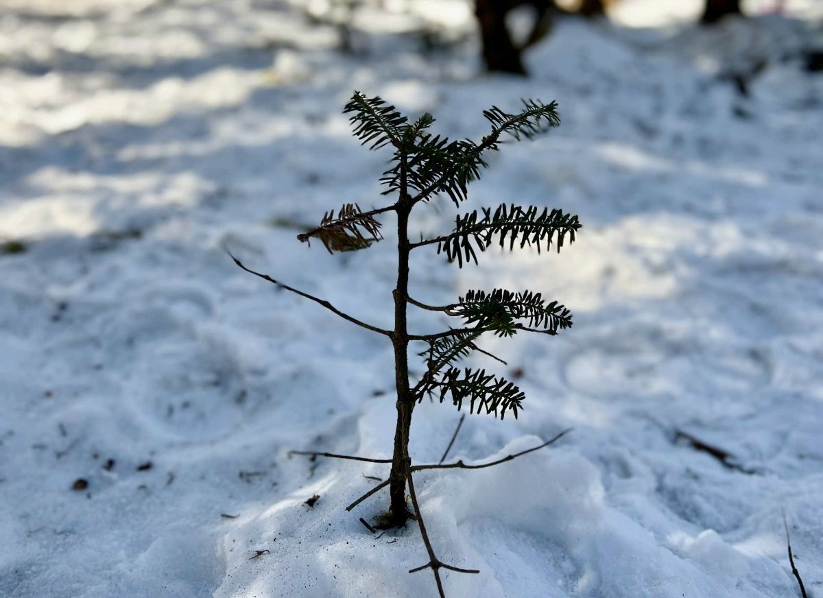 During this year's cold winter, there is a possibility of ice and snow. Photo: Khanh Minh