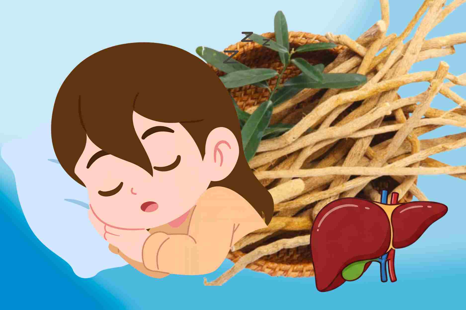 Bitter root contains active ingredients that help protect the liver and improve sleep effectively