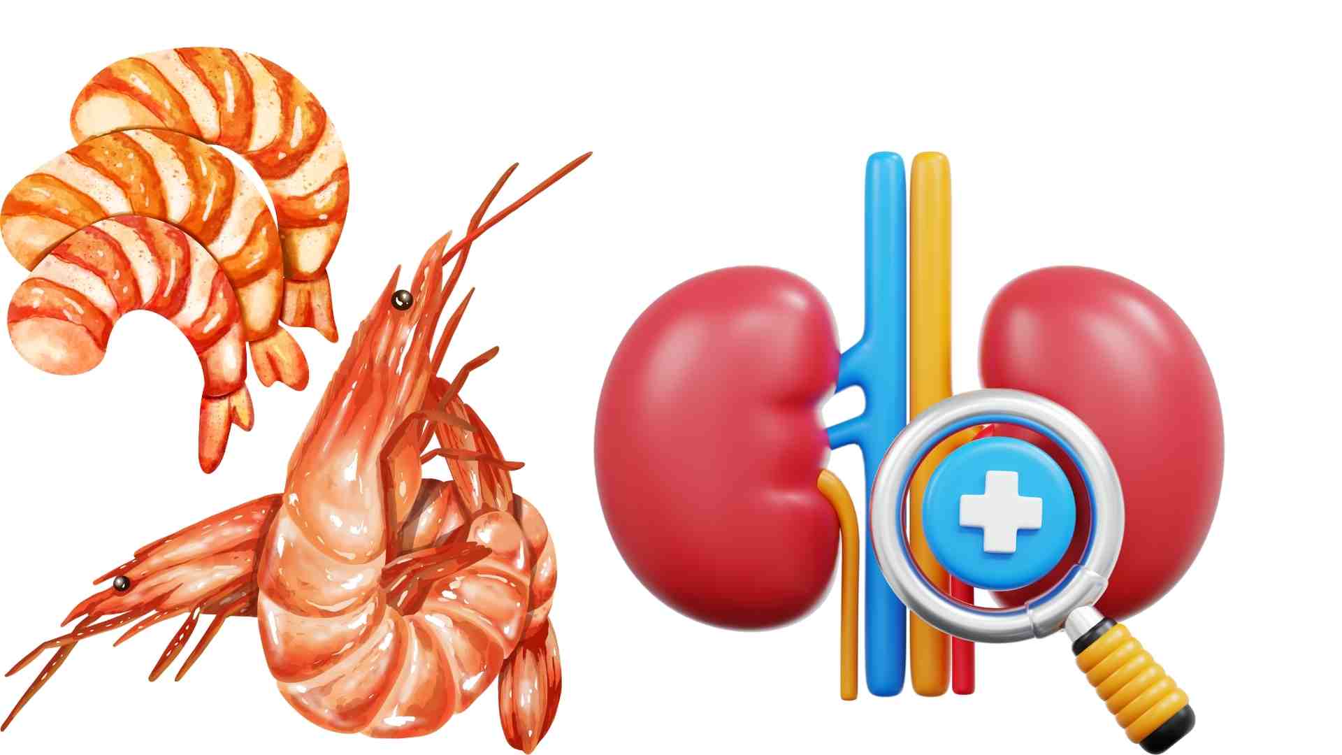Añadir camarones a la dieta ayuda a fortalecer los riñones. Grafico: Ha May
