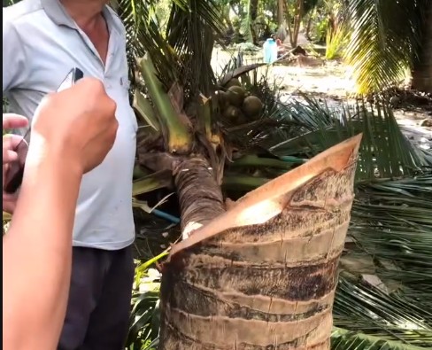 태풍 13호의 영향으로 지붕이 끊어진 것으로 추정되는 야자수 (Dak Lak 지방) 사진: 주민 제공