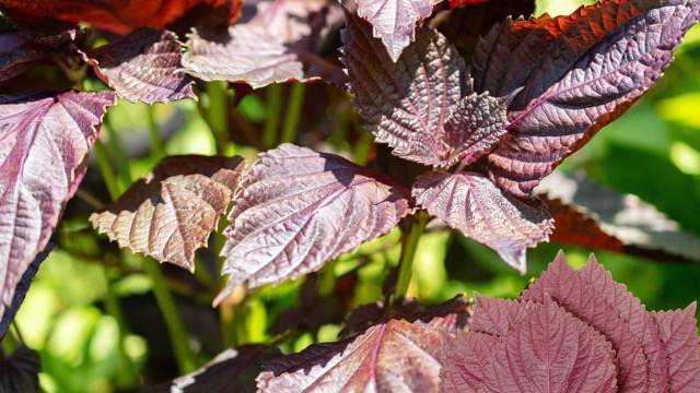 Perilla leaves help control uric acid and help fight inflammation. Photo: Huong Son