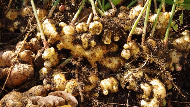 Ginger when combined with honey will help enhance liver and kidney function. Photo: Minh Quang